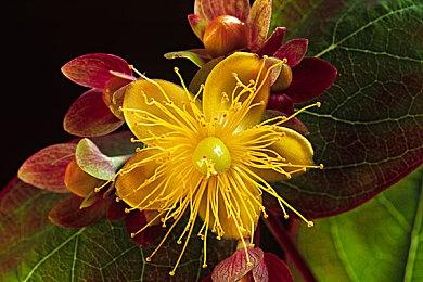 《仁王3》卑弥呼女王介绍 有神秘力量的古代女王